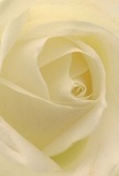 Nestled in the heart of Mill Hill, this intimate image brings you deep inside the spiraling core of a creamy white rose, its petals unfurling with gentle poise as if kissed by the soft light of a North London morning. Each velvety layer beckons the imagination to feel its silken texture-fragile yet enduring like the heritage of Mill Hill's garden squares. Shadows gather tenderly between the ivory folds, providing quiet drama while a subtle glimmer at the heart hints at new beginnings or cherished memories. Standing as a symbol of reverence, this bloom carries a sense of tranquillity and dignity-ideal for conveying heartfelt sympathy, admiration, or hope. The artistry behind its arrangement is palpable, each petal thoughtfully placed as if intended for a meaningful delivery to a loved one near Mill Hill Broadway. The imagined scent is faintly sweet and soothing, filling the room with understated comfort. In this rose, you glimpse both the quiet artistry and the emotional honesty that defines local floral craftsmanship, guided always by the natural beauty of the Mill Hill landscape.
